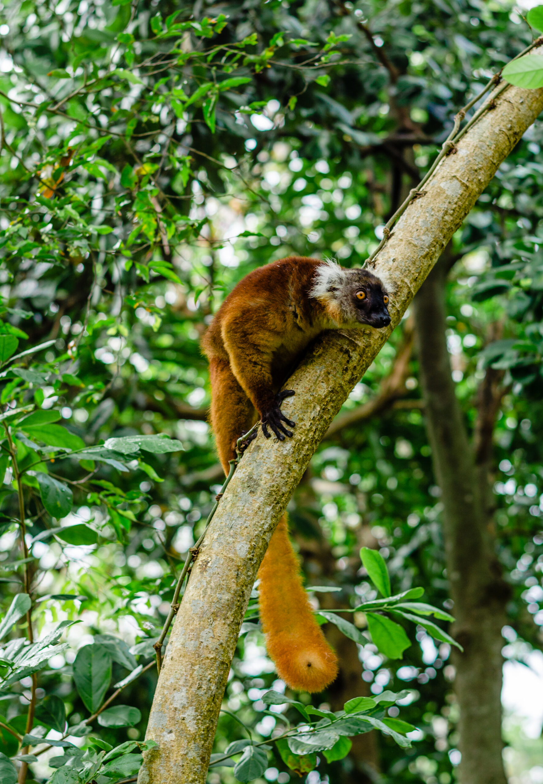 Crafting Captivating Headlines: Your awesome post title goes here Komba 7 Scaled