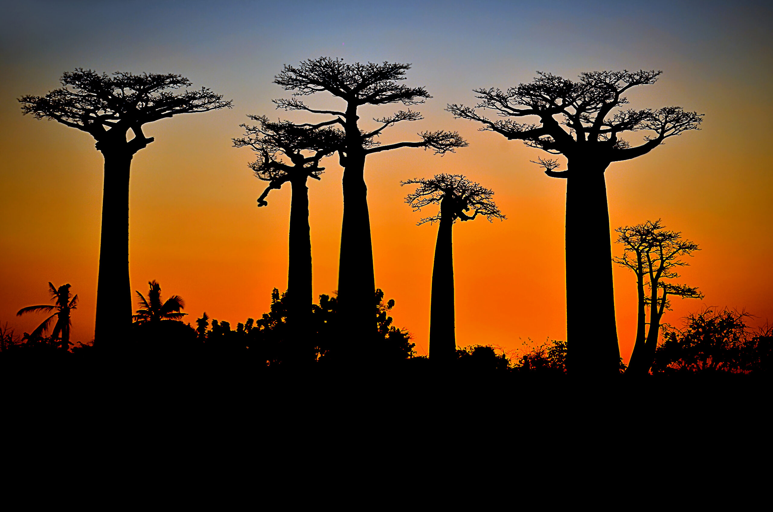 The Art of Drawing Readers In: Your attractive post title goes here Morondava 1 Scaled