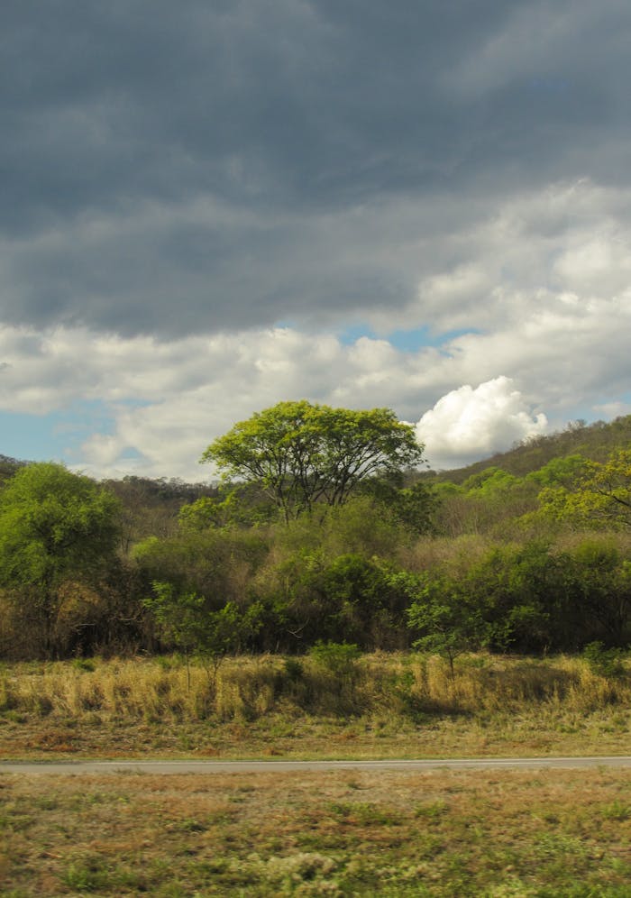 about-05 Stunning vertical shot of a vibrant forest beneath a dramatic cloudy sky, capturing the essence of nature outdoors.