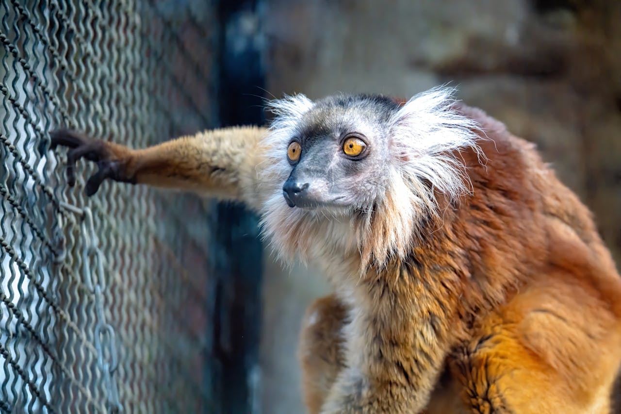 about-04 Close-up of a blue-eyed black lemur with striking orange fur leaning on a cage.