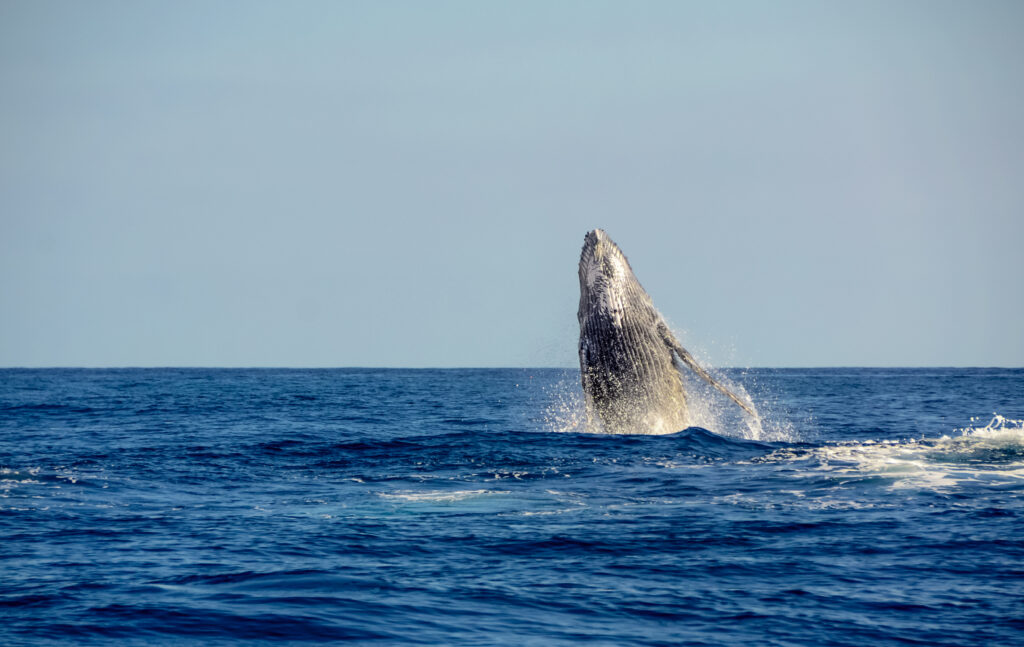 About baleine